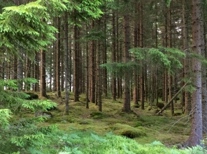 Wald Wald Wald