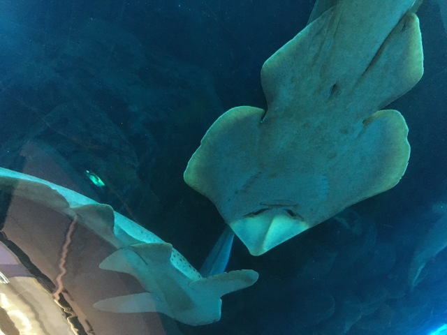Haie im Underwater Zoo