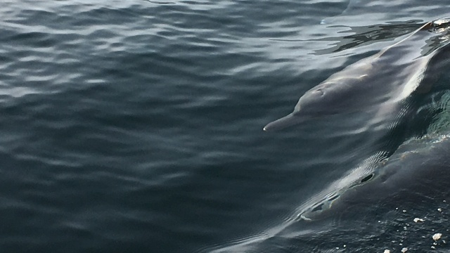 Delfine bei Kasbah, Oman
